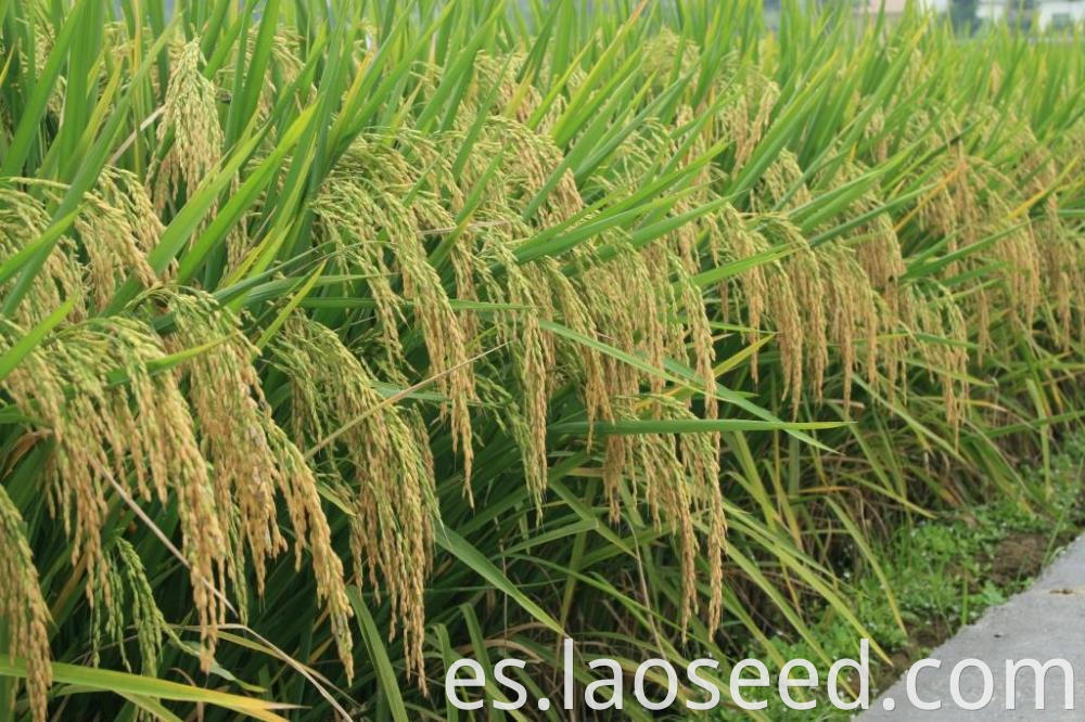 best hybrid paddy seeds